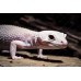 Gecko leopardo diablo blanco - eublepharis macularis